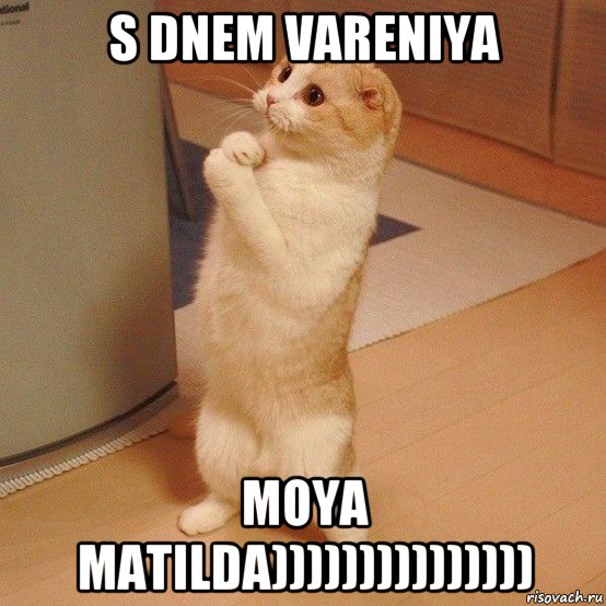 s dnem vareniya moya matilda))))))))))))))), Мем  котэ молится