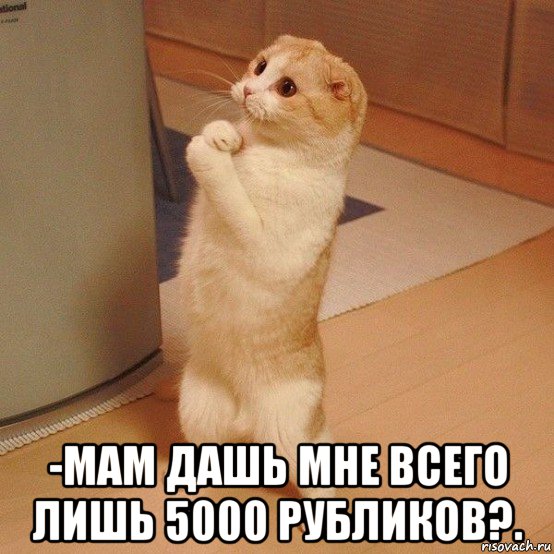  -мам дашь мне всего лишь 5000 рубликов?., Мем  котэ молится