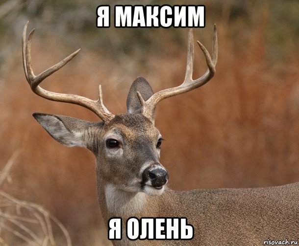 я максим я олень, Мем  Наивный Олень v2