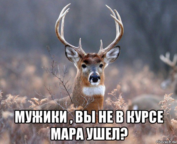  мужики , вы не в курсе мара ушел?