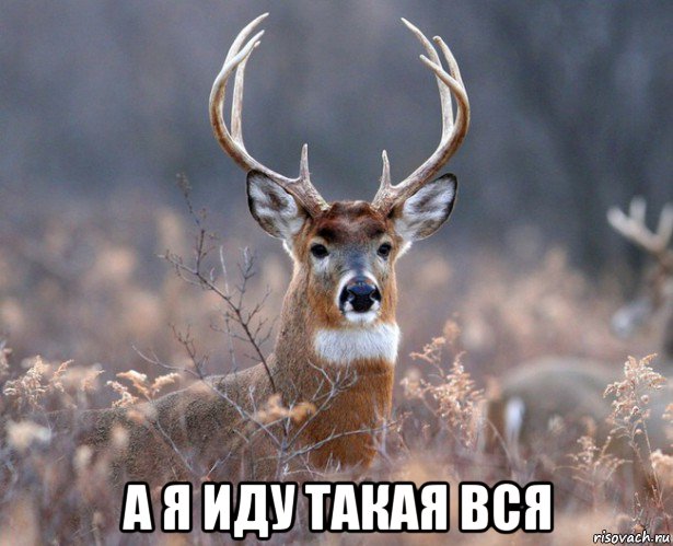  а я иду такая вся