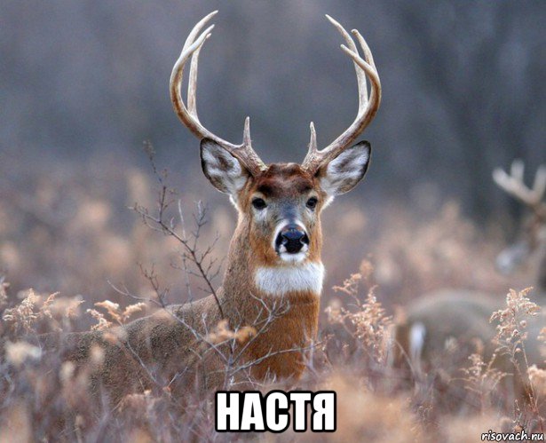  настя