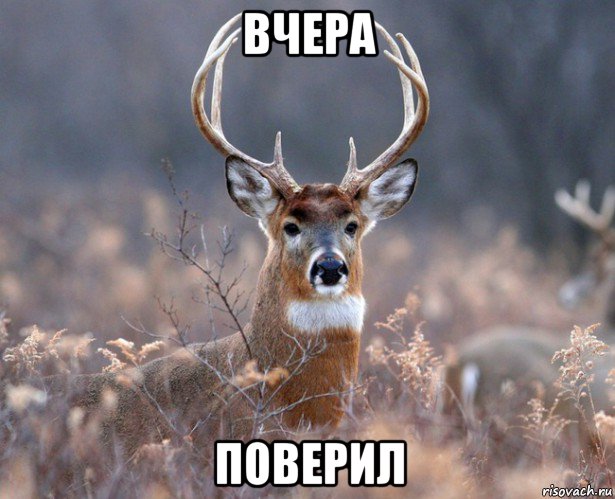 вчера поверил