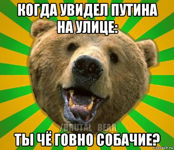 когда увидел путина на улице: ты чё говно собачие?, Мем Нелепый медведь