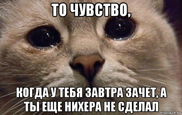 то чувство, когда у тебя завтра зачет, а ты еще нихера не сделал, Мем   В мире грустит один котик