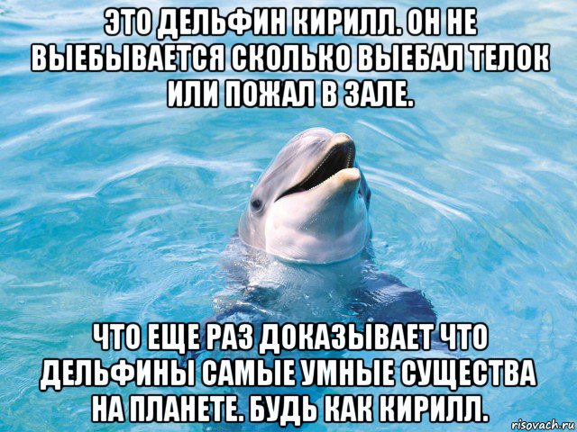 это дельфин кирилл. он не выебывается сколько выебал телок или пожал в зале. что еще раз доказывает что дельфины самые умные существа на планете. будь как кирилл., Мем Дельфин