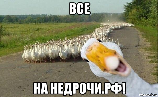 все на недрочи.рф!, Мем гуси