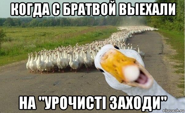 когда с братвой выехали на "урочисті заходи", Мем гуси