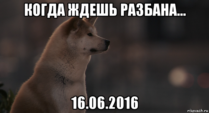 когда ждешь разбана... 16.06.2016, Мем Хатико