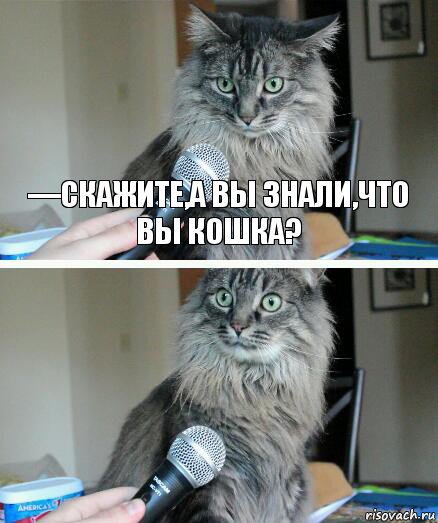 —Скажите,а вы знали,что вы кошка? , Комикс  кот с микрофоном