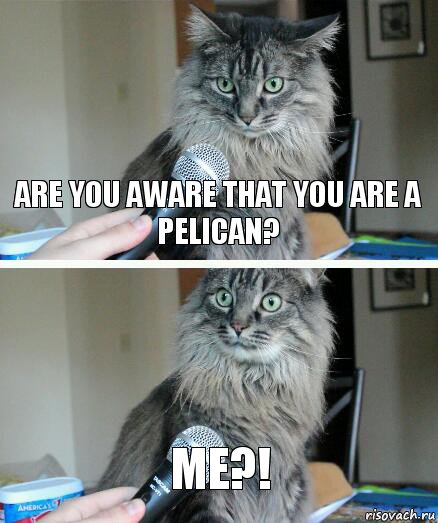 Are you aware that you are a pelican? Me?!, Комикс  кот с микрофоном