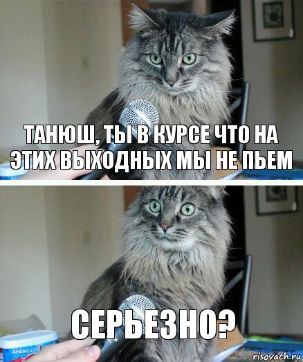 Танюш, ты в курсе что на этих выходных мы не пьем серьезно?, Комикс  кот с микрофоном