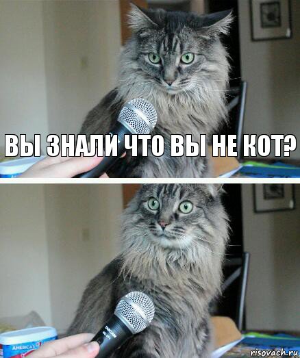 Вы знали что вы не кот? , Комикс  кот с микрофоном