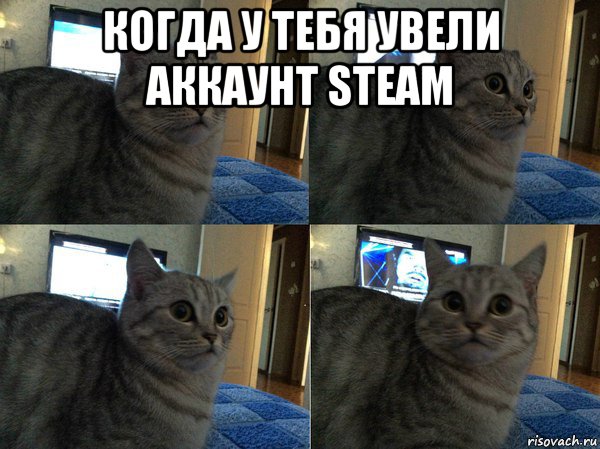 когда у тебя увели аккаунт steam , Мем  Кот в шоке