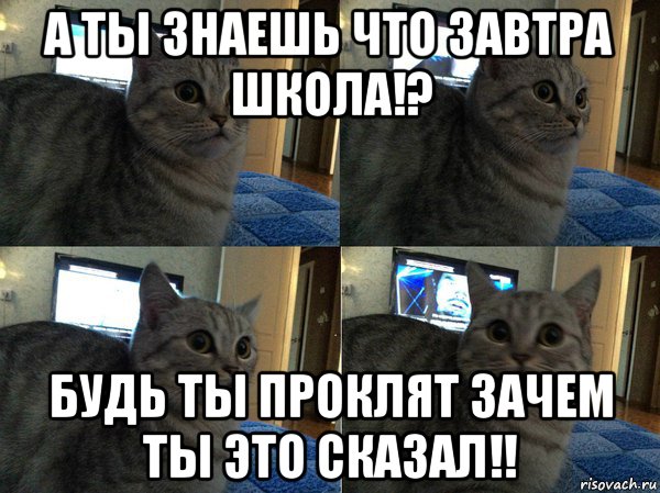 а ты знаешь что завтра школа!? будь ты проклят зачем ты это сказал!!, Мем  Кот в шоке