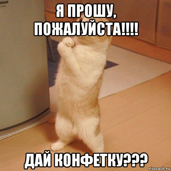 я прошу, пожалуйста!!!! дай конфетку???, Мем  котэ молится