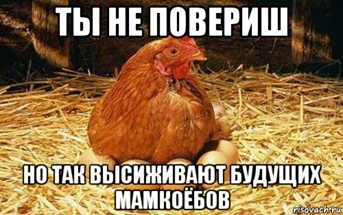 Скажи кур