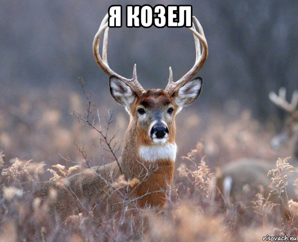 я козел 