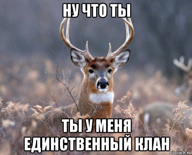 ну что ты ты у меня единственный клан