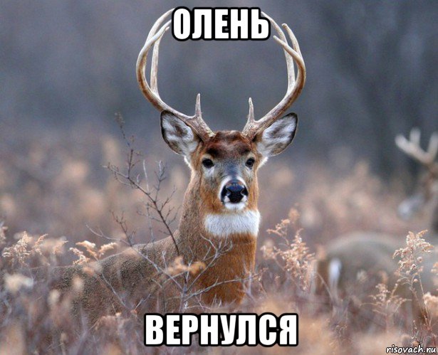 олень вернулся