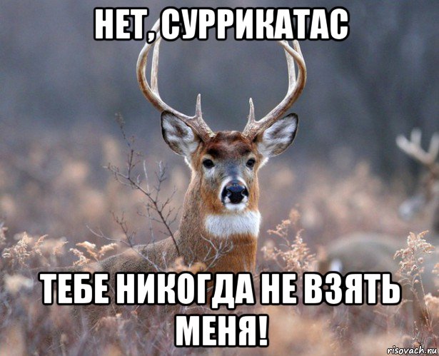 нет, суррикатас тебе никогда не взять меня!