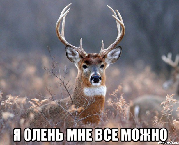  я олень мне все можно