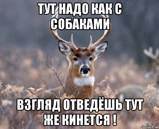 тут надо как с собаками взгляд отведёшь тут же кинется !