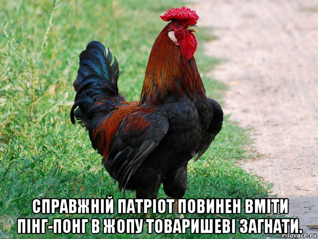  справжній патріот повинен вміти пінг-понг в жопу товаришеві загнати., Мем петух