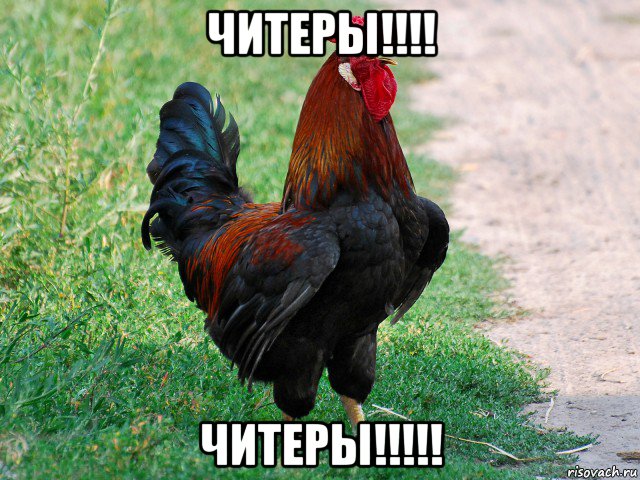 читеры!!!! читеры!!!!!, Мем петух