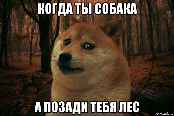 когда ты собака а позади тебя лес, Мем SAD DOGE