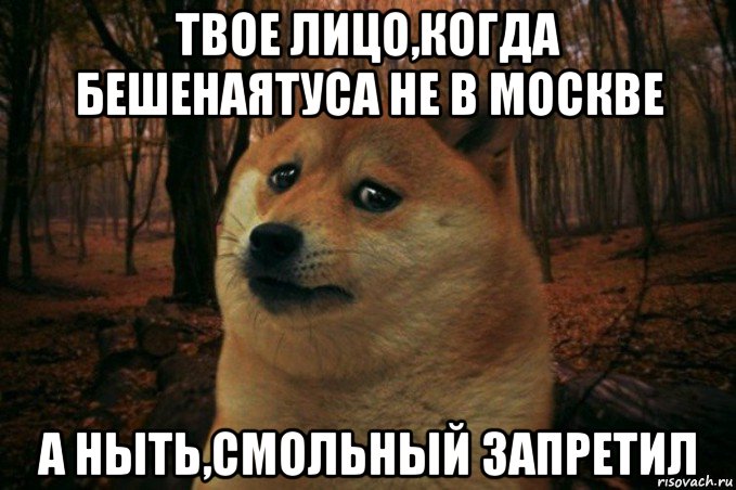 твое лицо,когда бешенаятуса не в москве а ныть,смольный запретил, Мем SAD DOGE