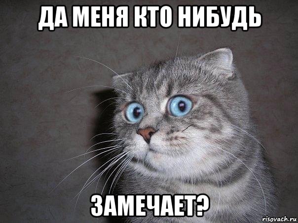 да меня кто нибудь замечает?, Мем  удивлённый кот