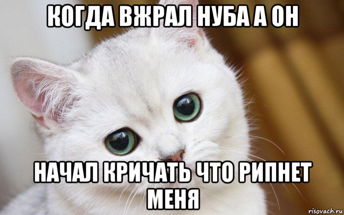 когда вжрал нуба а он начал кричать что рипнет меня, Мем  В мире грустит один котик