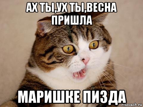 ах ты,ух ты,весна пришла маришке пизда, Мем бешеный кот