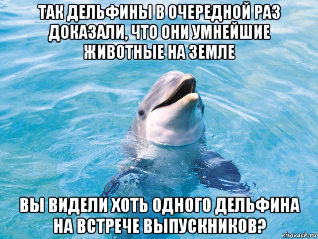 так дельфины в очередной раз доказали, что они умнейшие животные на земле вы видели хоть одного дельфина на встрече выпускников?, Мем Дельфин