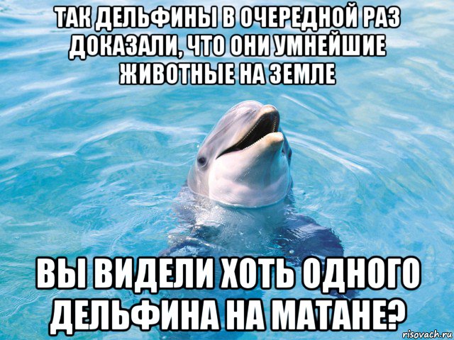 так дельфины в очередной раз доказали, что они умнейшие животные на земле вы видели хоть одного дельфина на матане?, Мем Дельфин