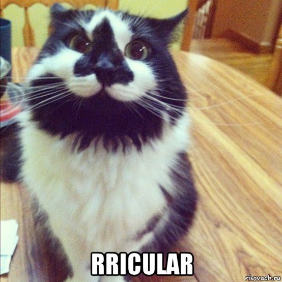  rricular, Мем  довольный кот