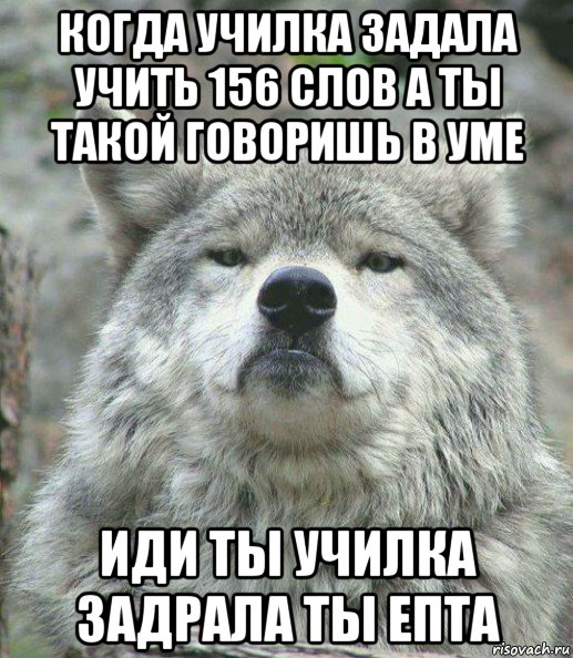 когда училка задала учить 156 слов а ты такой говоришь в уме иди ты училка задрала ты епта, Мем    Гордый волк