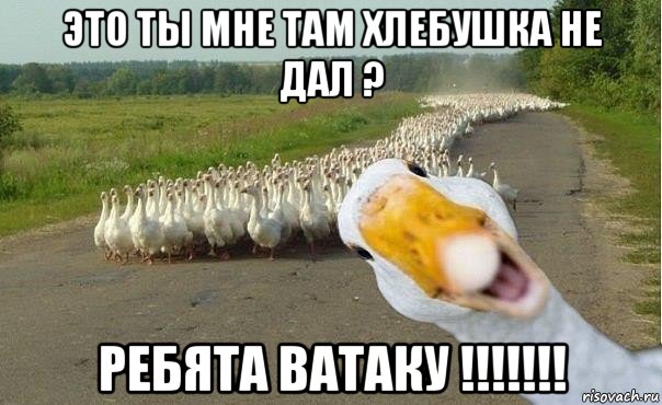 это ты мне там хлебушка не дал ? ребята ватаку !!!!!!!, Мем гуси