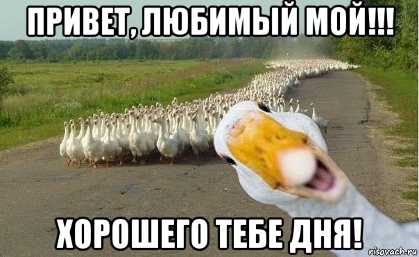 привет, любимый мой!!! хорошего тебе дня!, Мем гуси