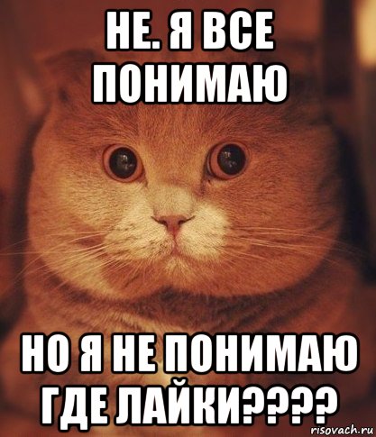 не. я все понимаю но я не понимаю где лайки????, Мем  Кот который видел ужасные вещи