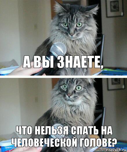 А вы знаете, что нельзя спать на человеческой голове?, Комикс  кот с микрофоном