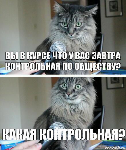 вы в курсе что у вас завтра контрольная по обществу? какая контрольная?, Комикс  кот с микрофоном