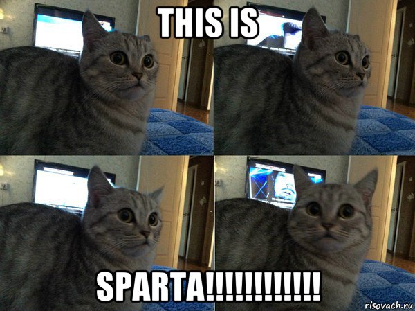 this is sparta!!!!!!!!!!!!, Мем  Кот в шоке