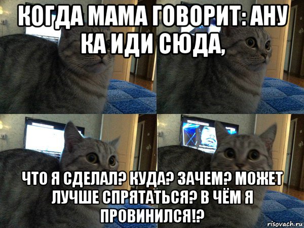 когда мама говорит: ану ка иди сюда, что я сделал? куда? зачем? может лучше спрятаться? в чём я провинился!?, Мем  Кот в шоке