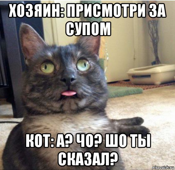 хозяин: присмотри за супом кот: а? чо? шо ты сказал?, Мем   Кот завис