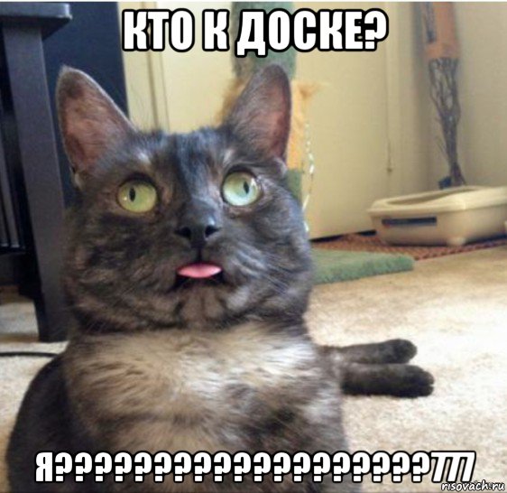 кто к доске? я???????????????????777, Мем   Кот завис