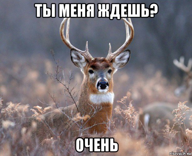 ты меня ждешь? очень