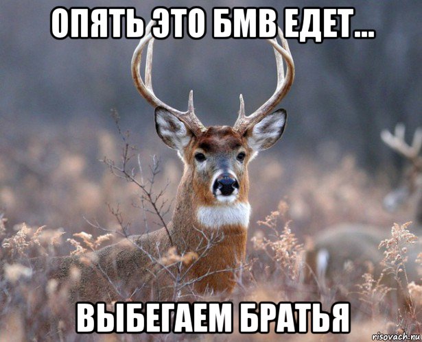 опять это бмв едет... выбегаем братья