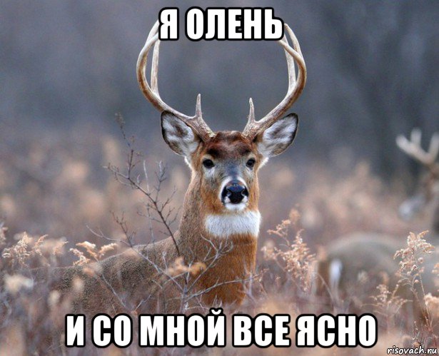 я олень и со мной все ясно